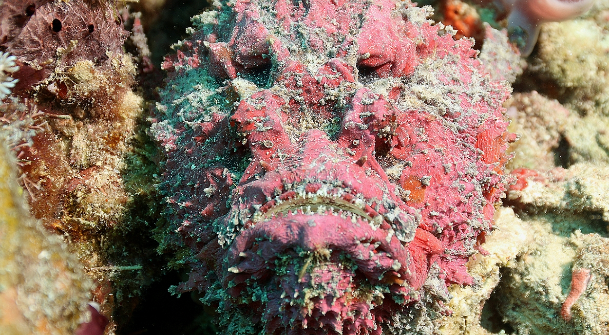 Sipadan_2015_Poisson Pierre_Synanceia verrucosa_IMG_3110_rc.jpg